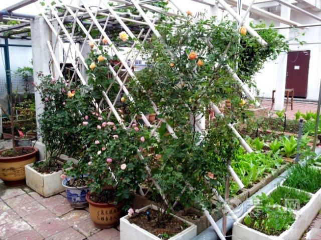 想享受一下田园生活 苏州园区一业主顶楼种菜遭不满